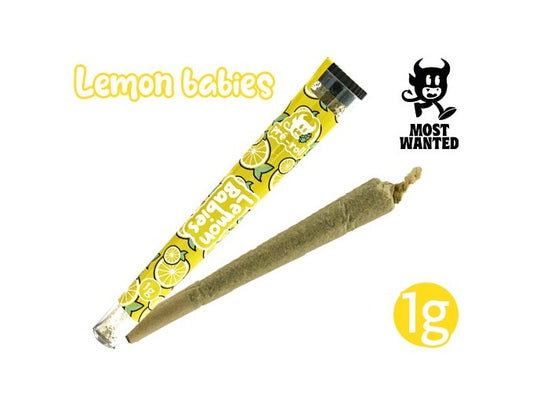 Most Wanted Pre-Roule Lemon CBD